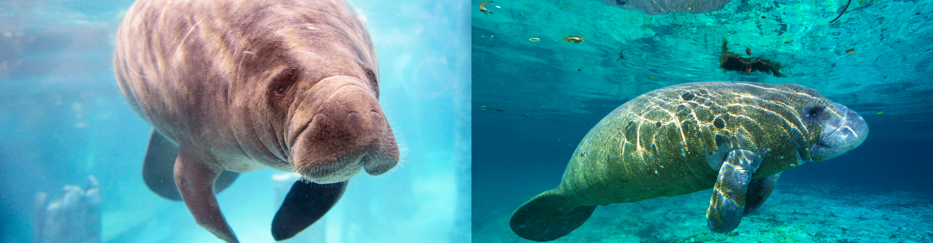 The Origins of Manatee Awareness Month