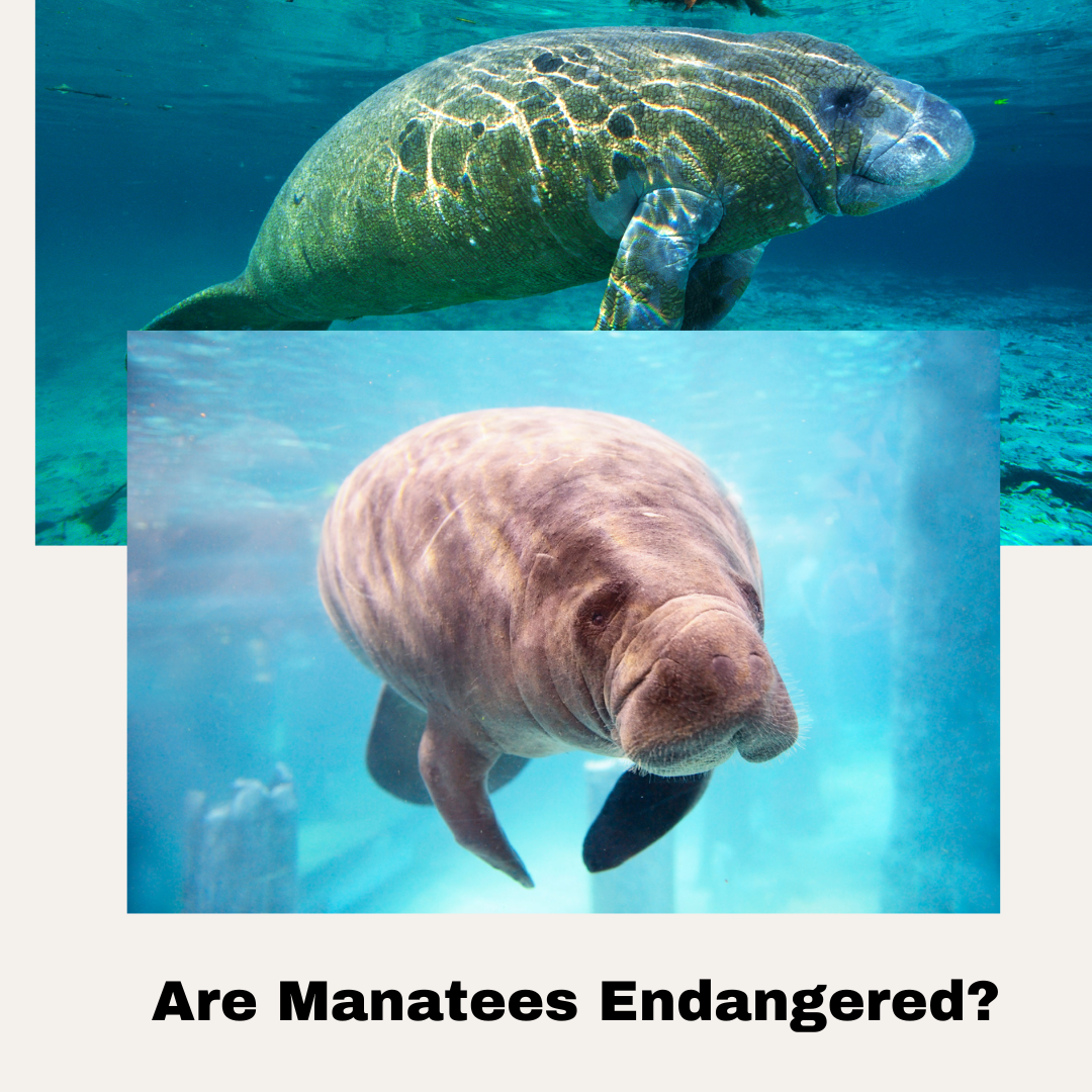 Manatee Awareness Month